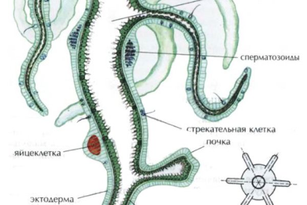 Кракен мп