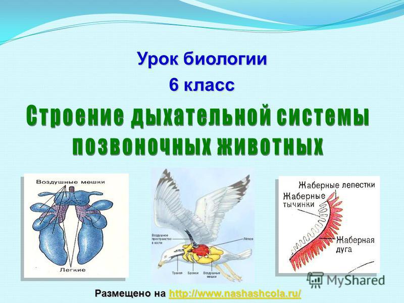 Kraken darknet ссылка тор